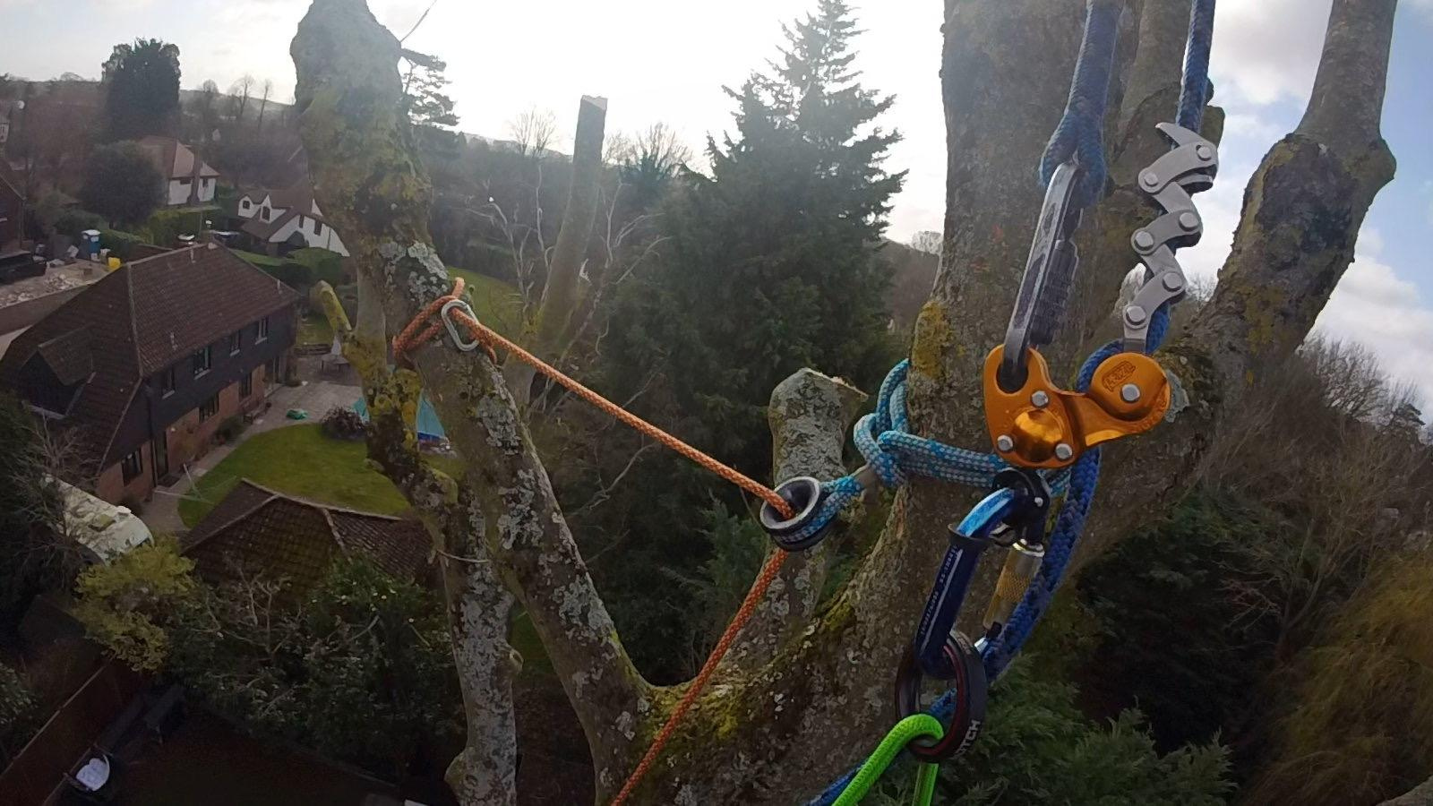 Close view of professional rope-access equipment secured within a tree canopy.